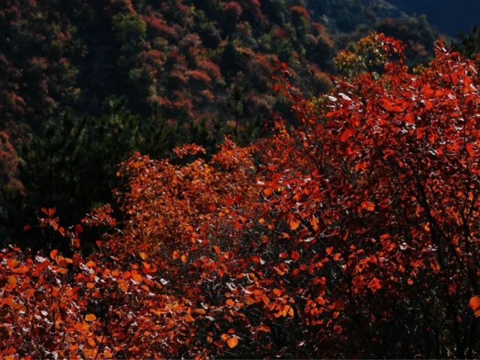 深秋凉 红似火