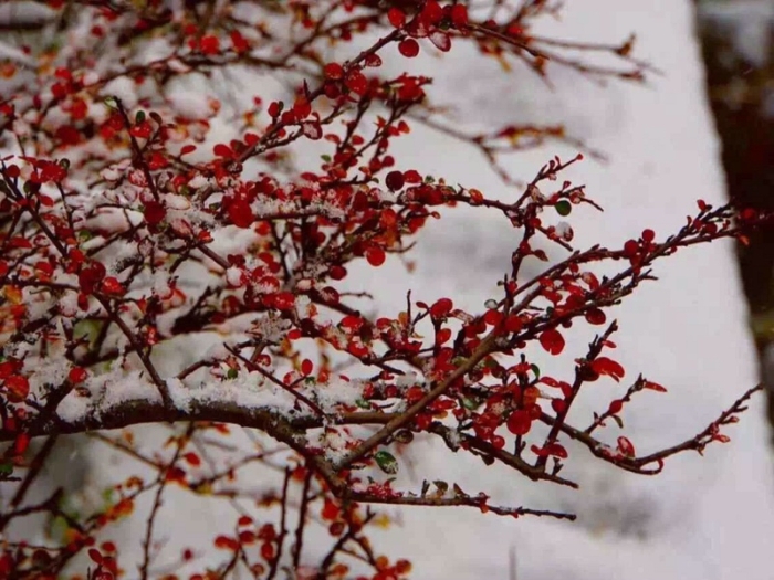 雪中花