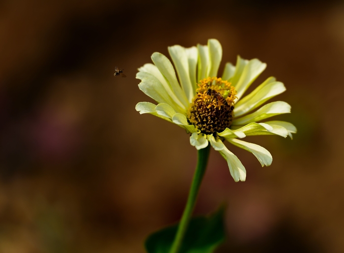 蜂芳而至