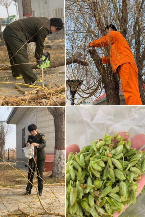 刻楮功巧 物尽其用 边朝云