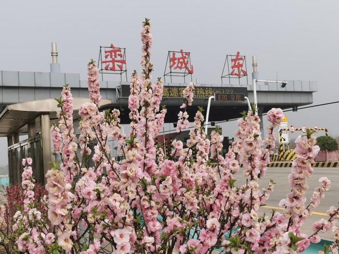 2021-3-25春花烂漫栾城东