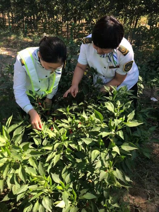 职工菜园