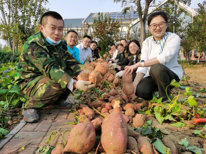 沙河站“红薯园”喜获丰收，学史力行成色足1，摄影：刘丽军