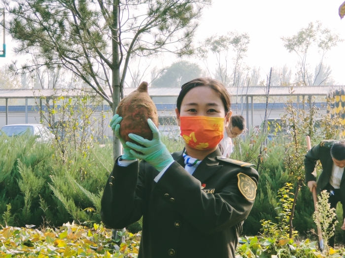 沙河站“红薯园”喜获丰收，学史力行成色足2，摄影：刘丽军