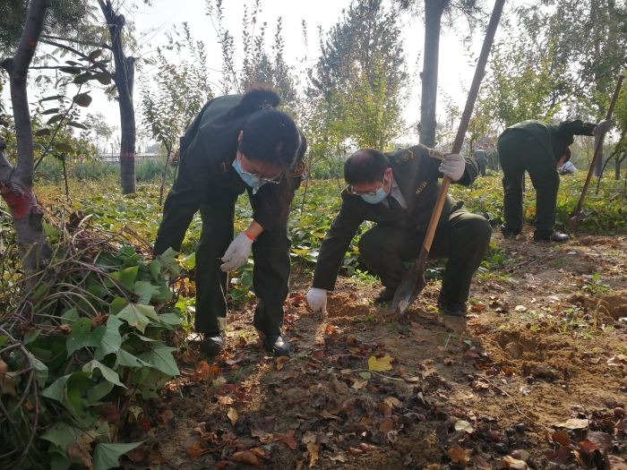 沙河站“红薯园”喜获丰收，学史力行成色足3，摄影：王蒙蒙