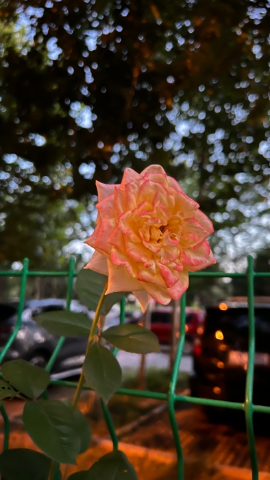 微信图片_20220719111031