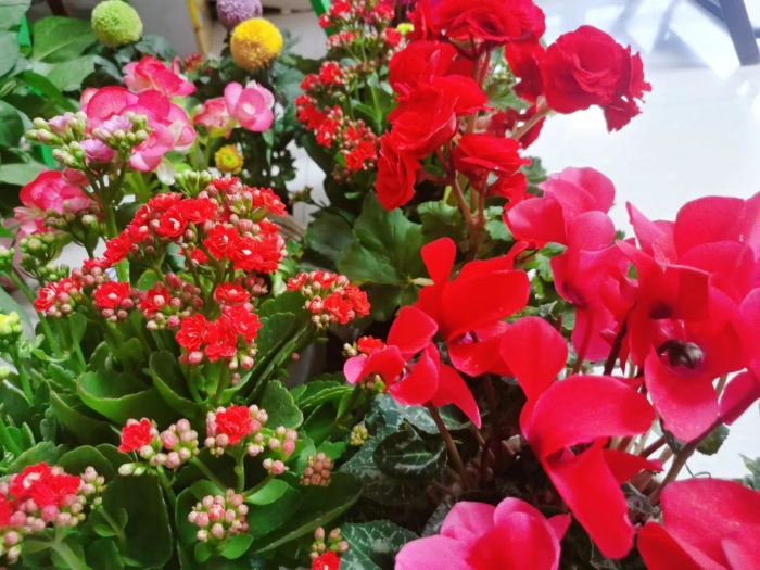 C:\Users\gyz\Pictures\万紫千红百花争艳