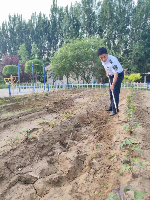 除草护苗