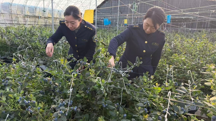 D:\2026年办公\2026宣传\四月\走访蓝莓采摘1.